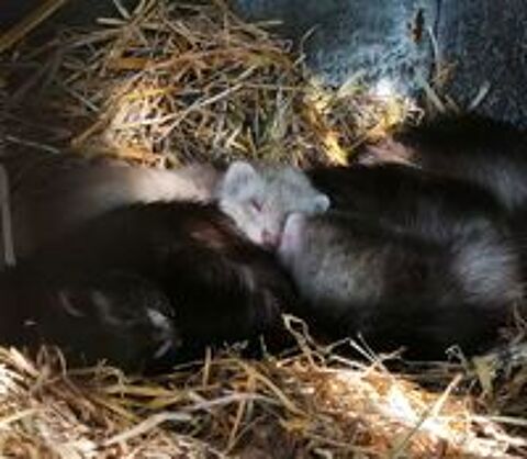   Bébés furets à l'adoption ? 
