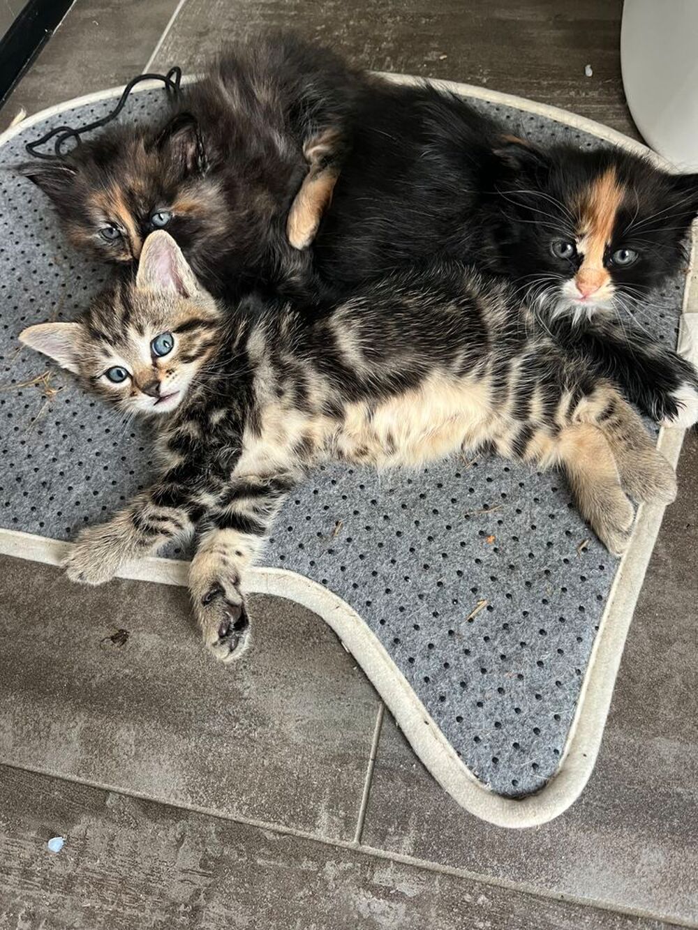   Chatons 