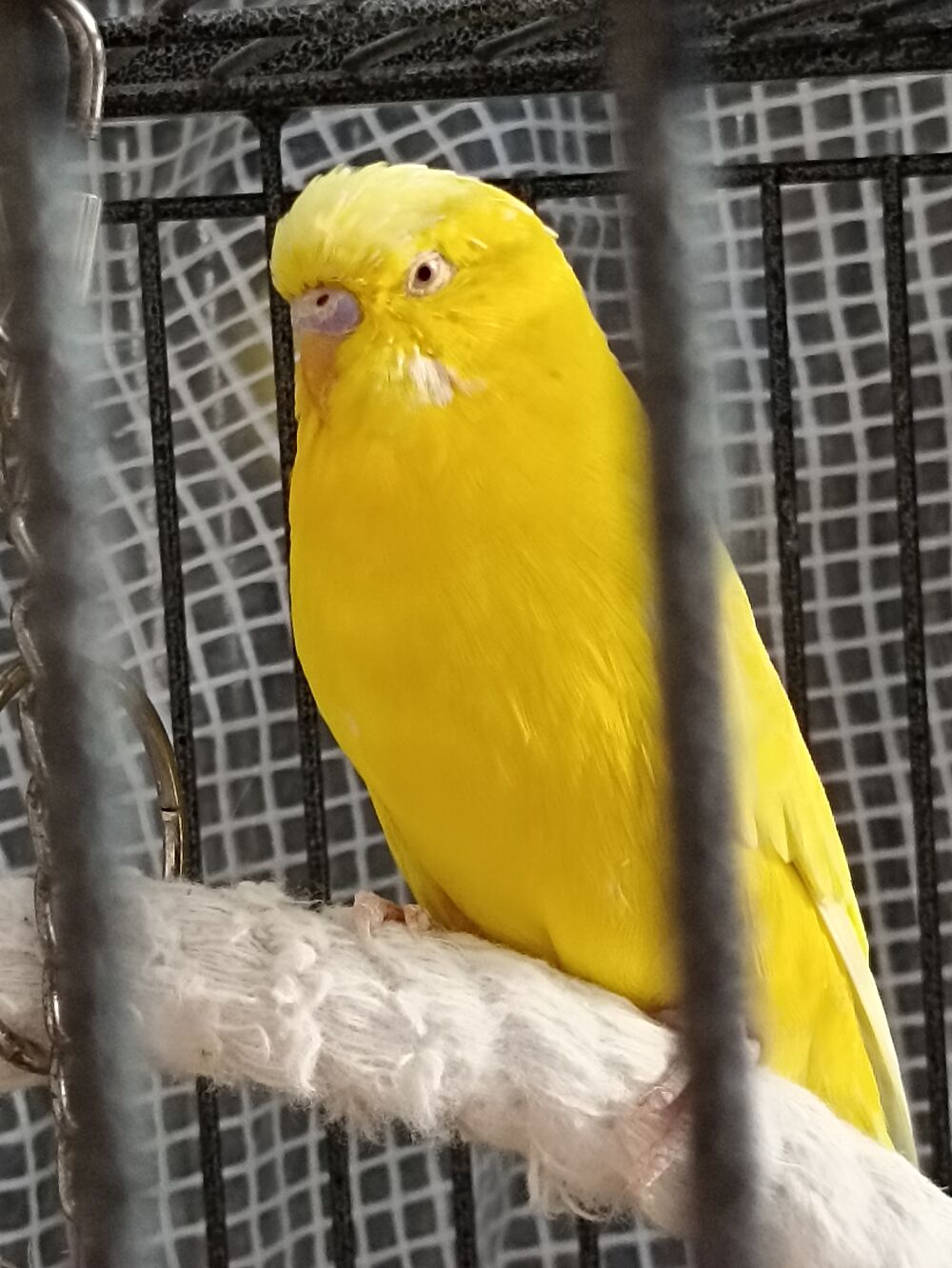   perruche jaune femelle 