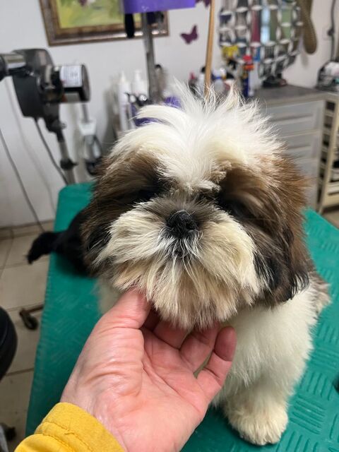 Sublime chiot m&acirc;le shih tzu LOF 950 58350 Nannay