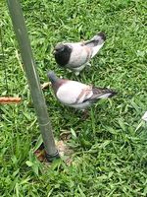   Pigeons culbutant plusieurs couleurs  
