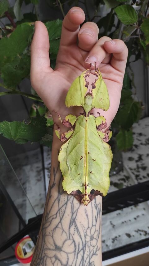 de lot d'oeufs de phyllium giganteum (phasme) 71160 Digoin