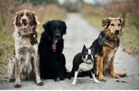   Garde de chiens  