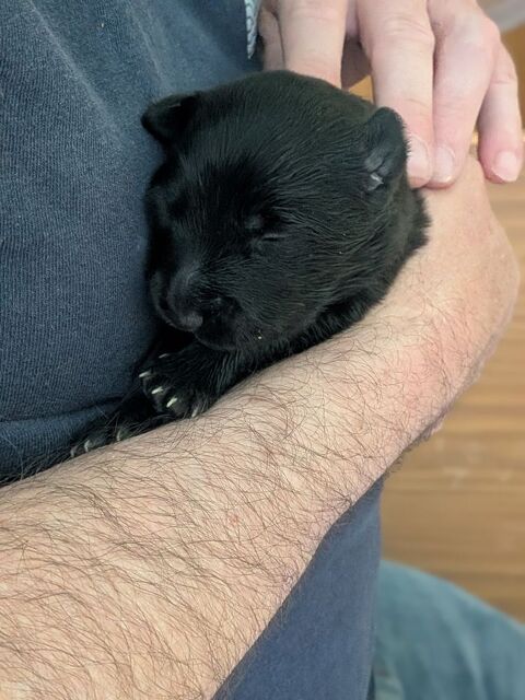 R&eacute;servation chiots 1200 51290 Giffaumont-champaubert