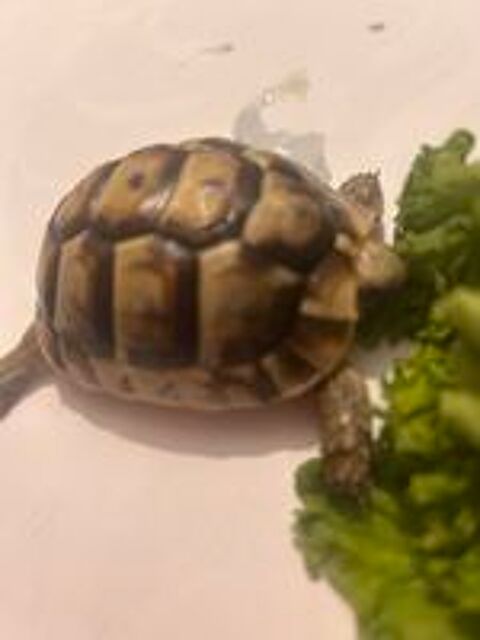   Tortues grecque 