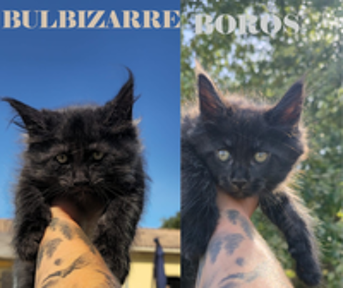   Chatons Maine Coon LOOF 