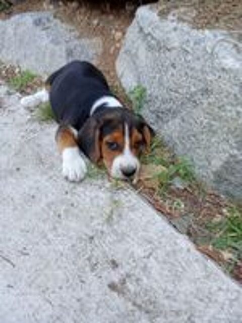   Chiots beagle LOF  
