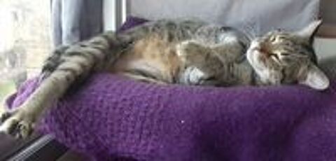   JASPE SENIOR TIGRE 11 ANS 