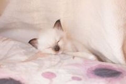   Adorables chatons pur race à adopter nés le 18 juillet.  