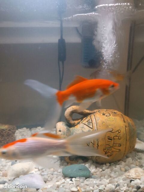 Poissons Rouges 4 95360 Montmagny