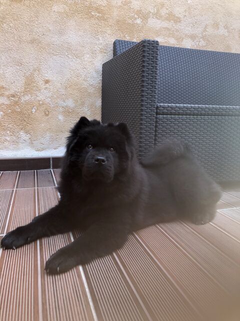 Donne chow chow femelle noire 0 59200 Tourcoing
