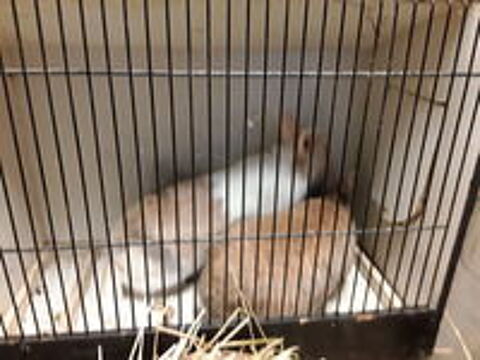    Lapin nain 