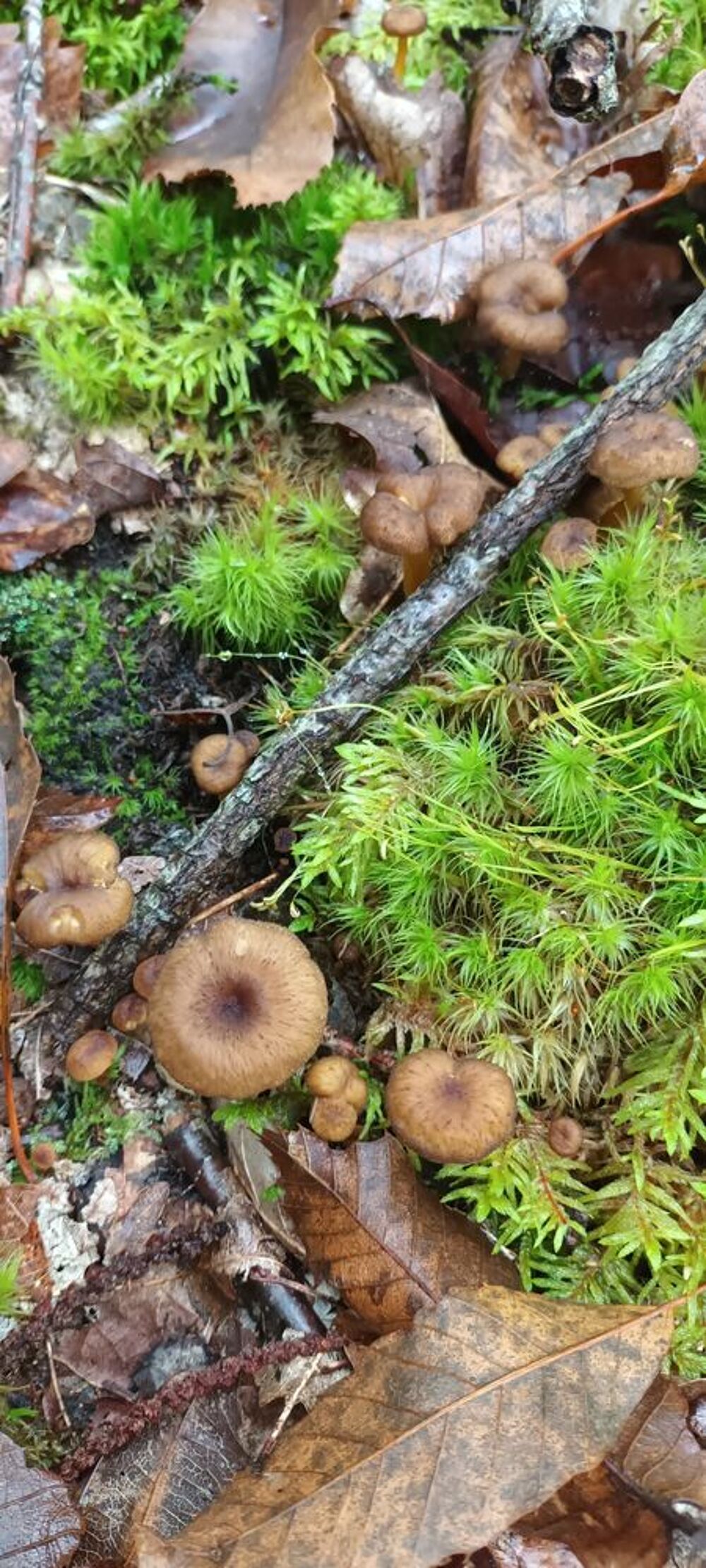 Chanterelles jaunes de l'yonne Cuisine