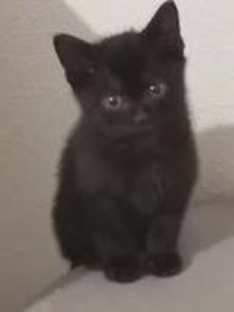   Chat TIKA à l adoption 