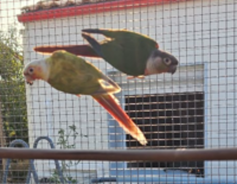   couple de conures molinae 