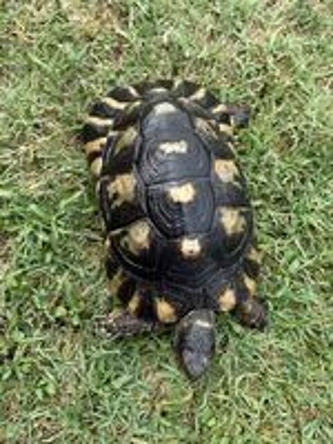   Tortue femelle marginata 20ans 