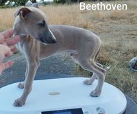    WHIPPETS  lof 