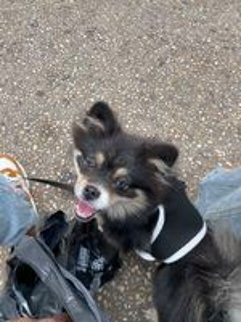   Petite chienne cherche nouvelle maison  