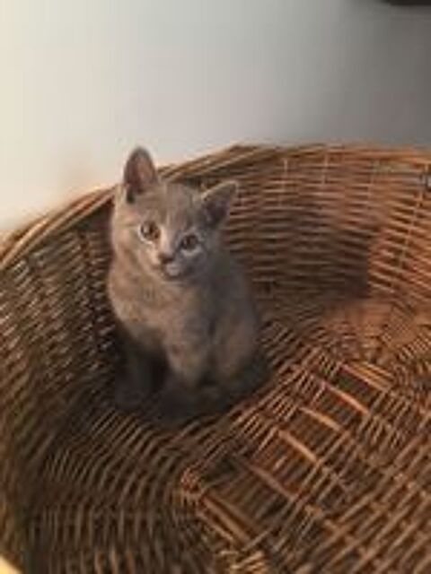   Chatons Chartreux 