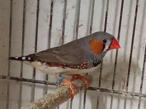 DIAMANT MANDARIN 10 42240 Unieux