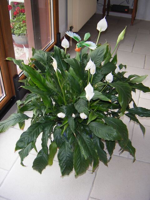 plante verte 13 Contrexville (88)