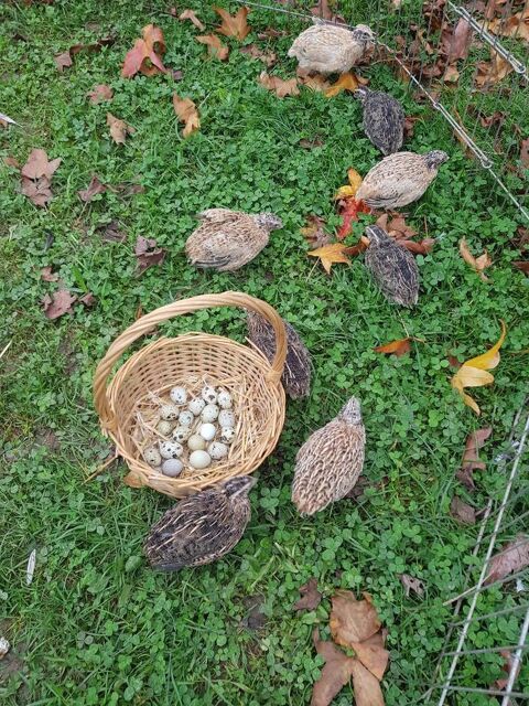 Caille pondeuse du japon male et femelle :-) 8 77540 Courpalay