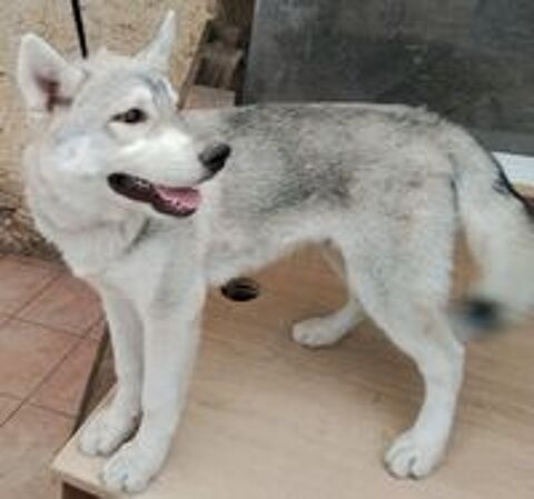   MAGNIFIQUES CHIOTS HUSKY SIBERIEN 
