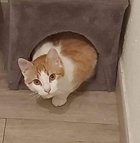 Spirou, jeune matou qui attend sa famille pour la vie 230 84190 Vacqueyras