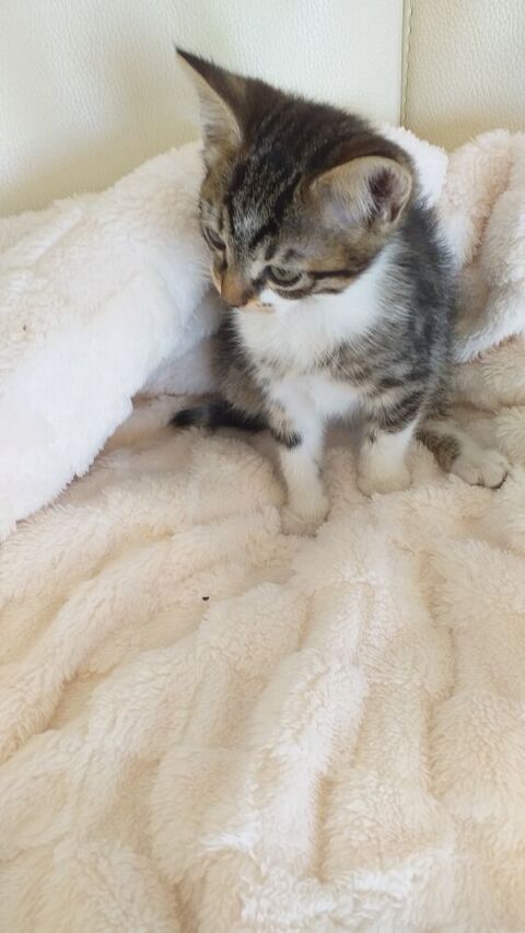 A r&eacute;server magnifiques chatons tigres 0 30290 Laudun-l'ardoise