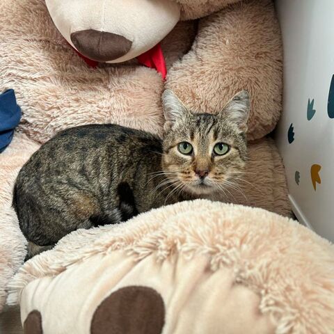 🐾 Pierrot est &agrave; l'adoption 🐾 Chat Male Tigr&eacute; 5 ans 120 62149 Annequin