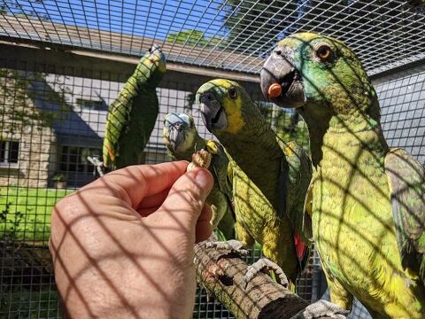 Amazone &agrave; front bleu apprivois&eacute;, femelle EAM 2025 990 35000 Rennes