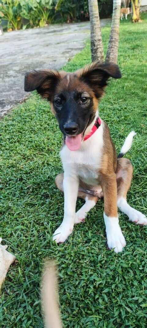 Tao, chiot croisé border des îles 300 59000 Lille