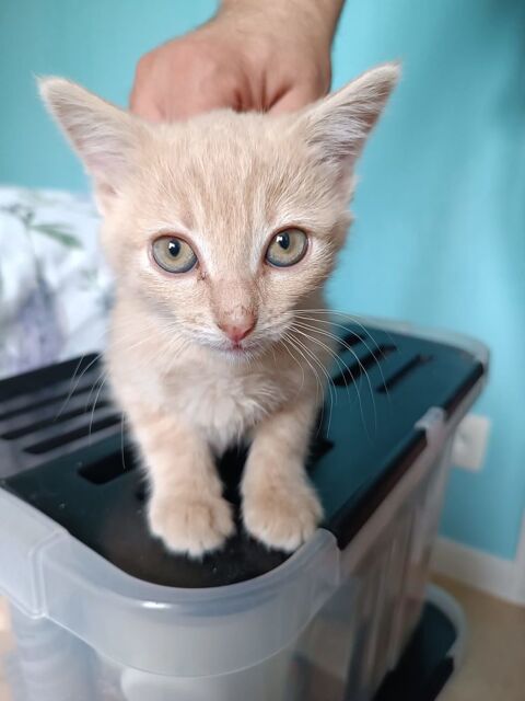 Chaton adoption 0 89500 Villeneuve-sur-yonne