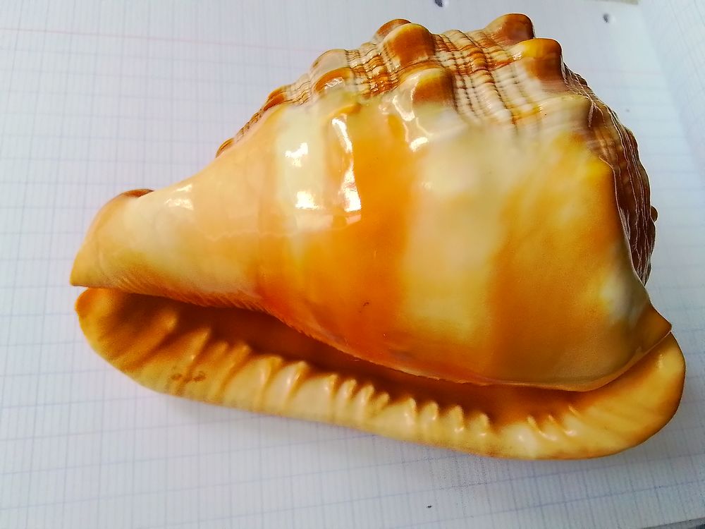 Coquillage CCypraecassis Rufa("casque rouge) Décoration