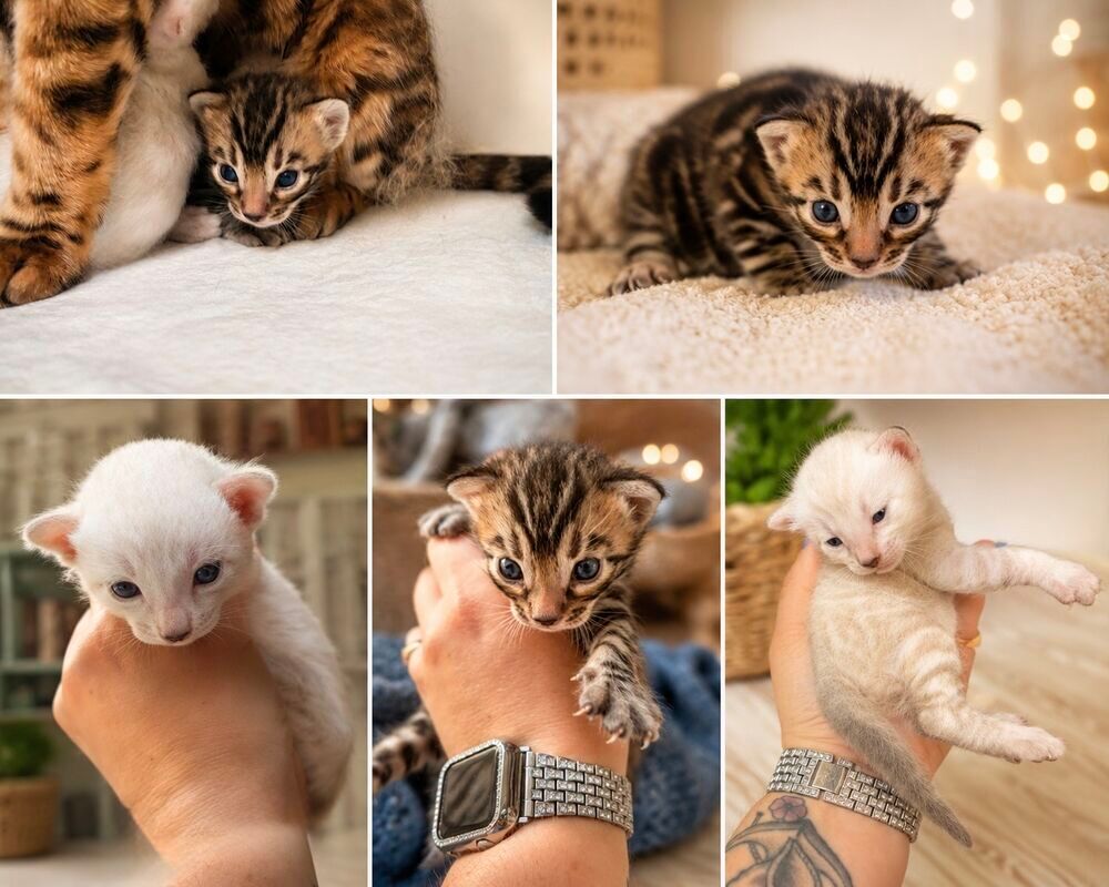   Chatons bengal  
