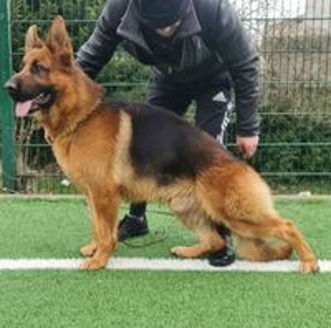   Disponible pour saillies 