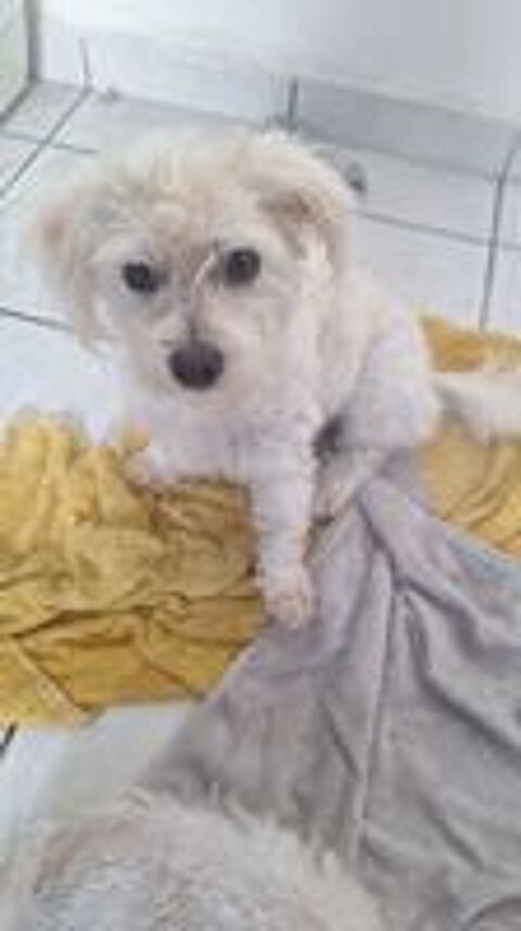   A L'ADOPTION ATHENA 