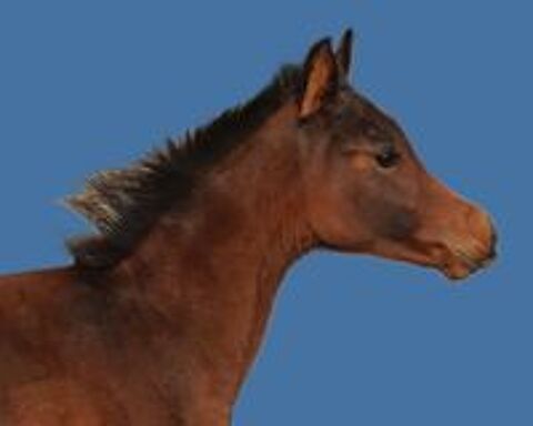   D�couvrez ISRAA AL RIUS et SORAYA AL RIUS 