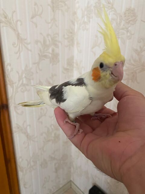 Calopsitte EAM 100 10000 Troyes