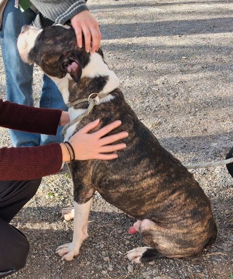 AGNEAU, type boston terrier, 10 ans SAUVETAGE 0 34500 B�ziers