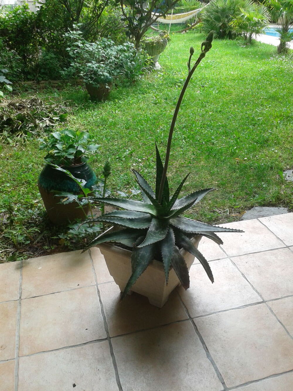 Plante aloe verra Jardin