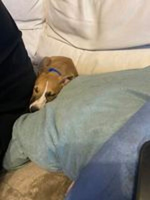   Magnifiques chiots de race WHIPPET les Whippets
Dé ROAZHON 
