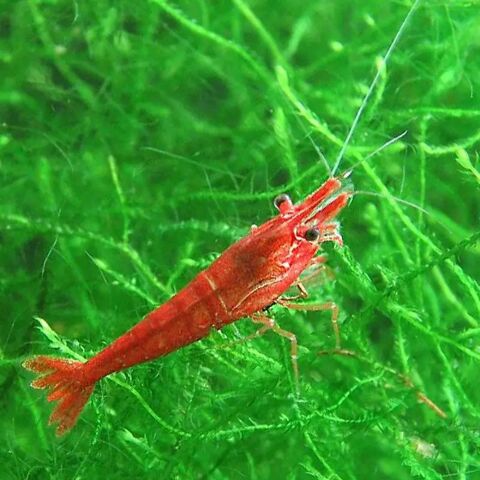 Crevettes 1 78570 Chanteloup-les-vignes