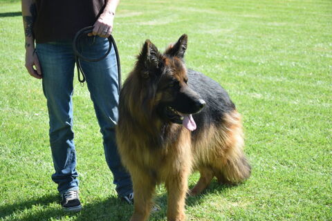 Berger allemand poils longs 1200 56920 Noyal-pontivy