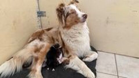  Chiots Berger Australien LOF 