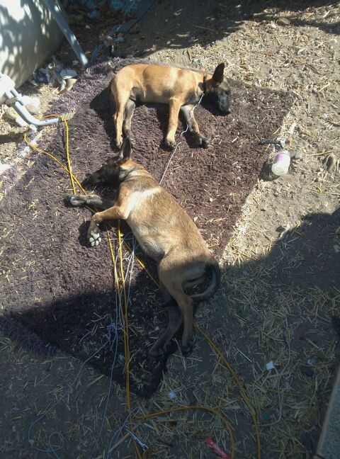 Chiot Malinois Male &acirc;g&eacute; de 4 mois non vaccin&eacute; et puce 1000 36320 Villedieu-sur-indre