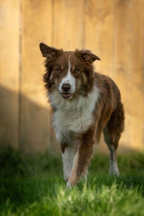 THOR mle border collie 3 ans 33230 Coutras