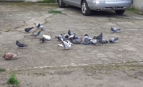 PIGEONS TYPE VOYAGEUR ADULTES 5 33130 Bgles