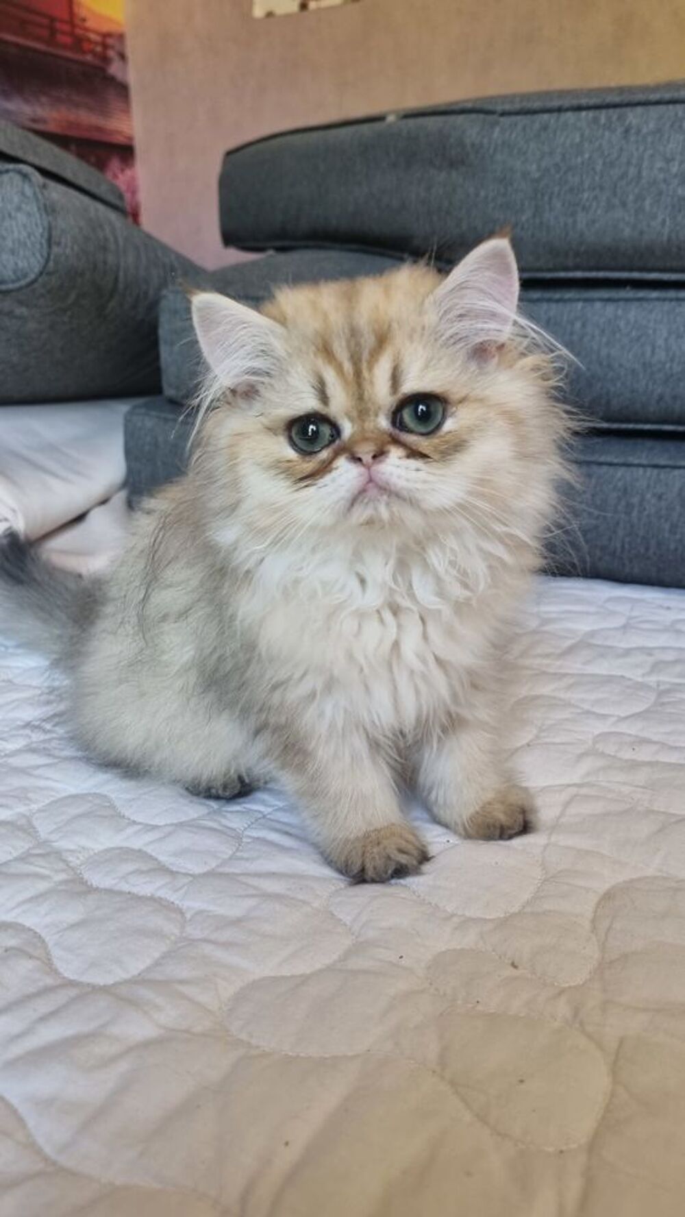   Chatons Persans Mâles  