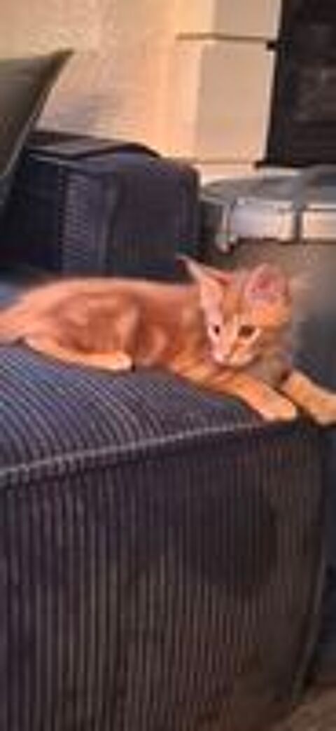   Maine coon 